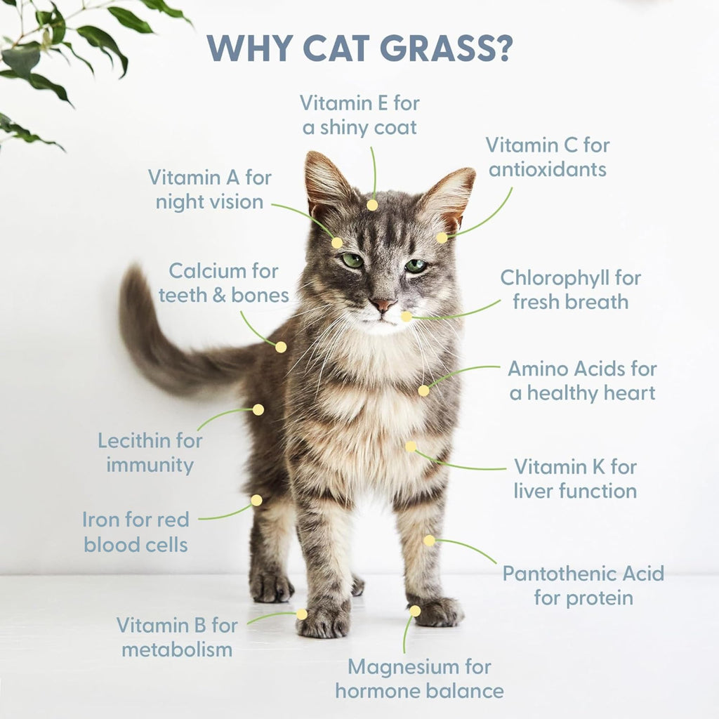 Organic Cat Grass Grow Bag Kit 3 Pack H587042