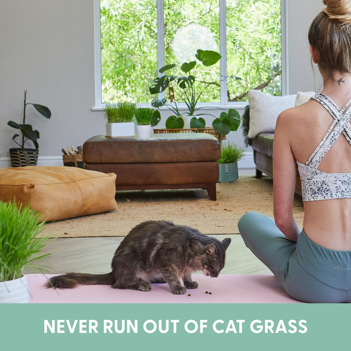 Organic Cat Grass Grow Bag Kit 3 Pack H587042