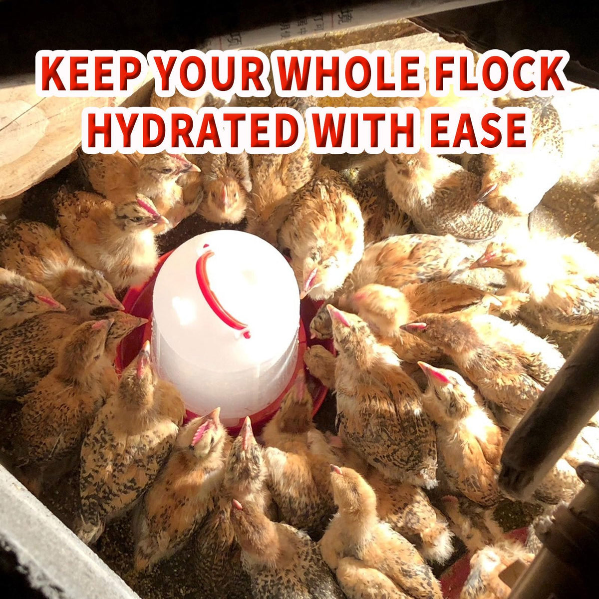 2 Pack 1.5L Plastic Chick Waterer I88367