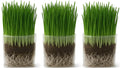 Organic Cat Grass Grow Bag Kit 3 Pack H587042