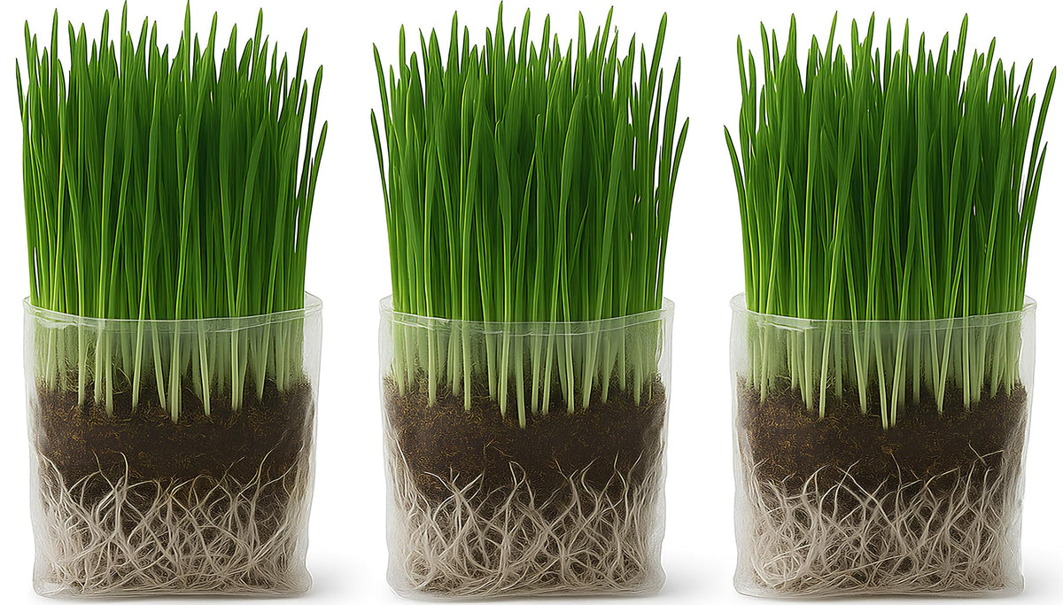 Organic Cat Grass Grow Bag Kit 3 Pack H587042