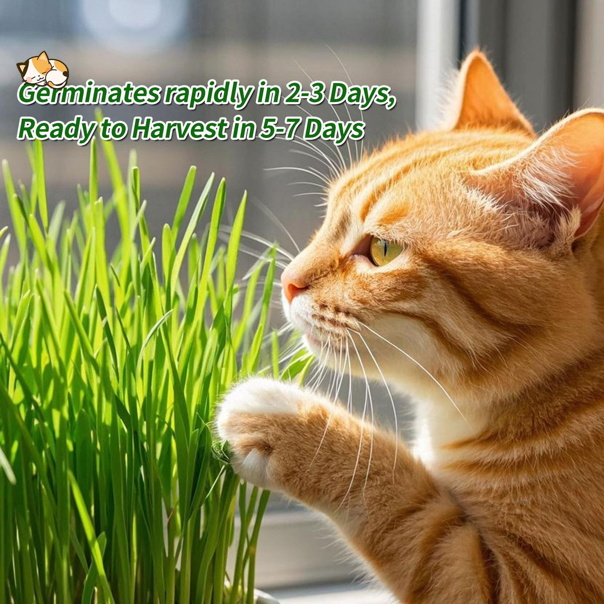 Cat Grass Kit with Organic Seeds Mix and Hydroponic Sprout Tray W719