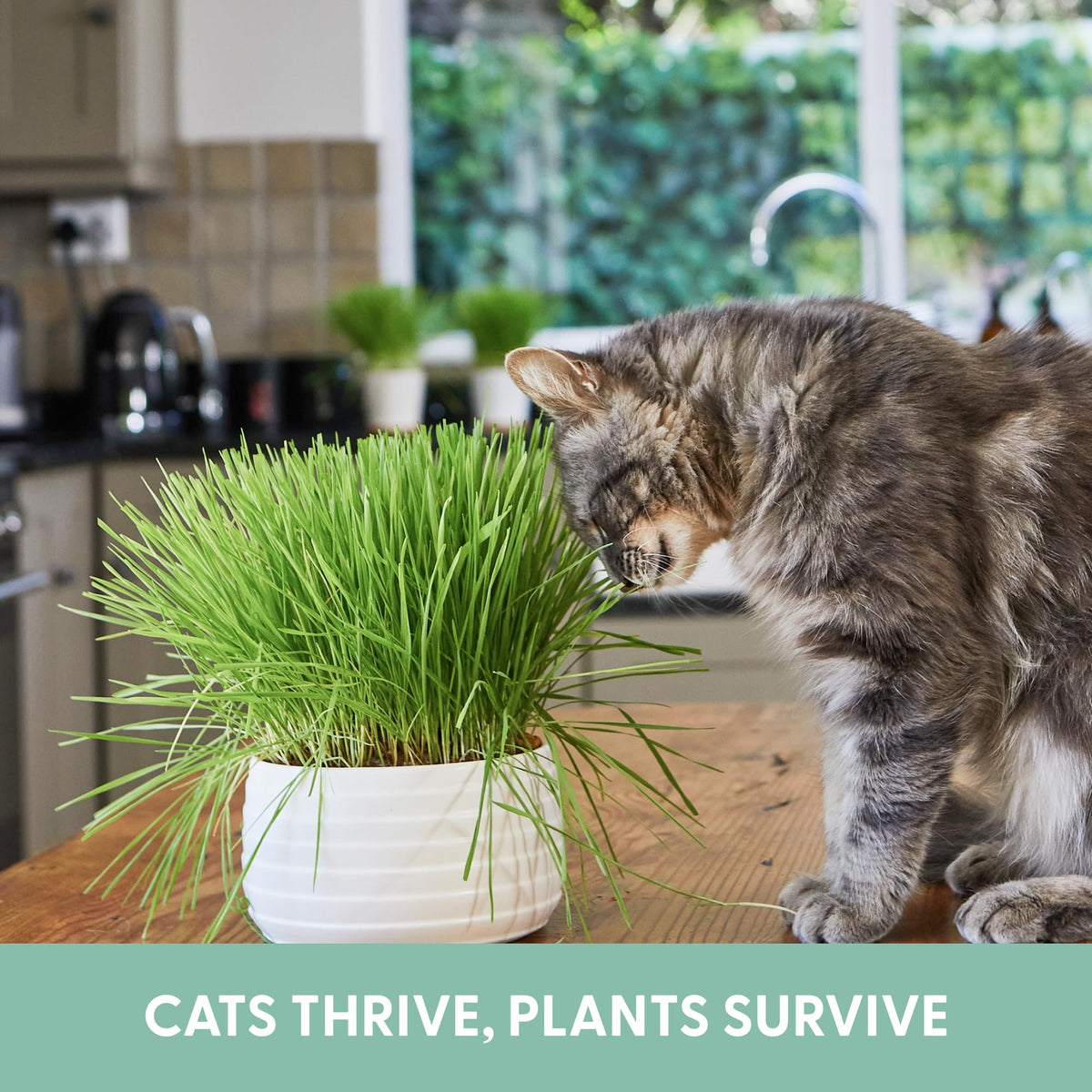 Organic Cat Grass Grow Bag Kit 3 Pack H587042