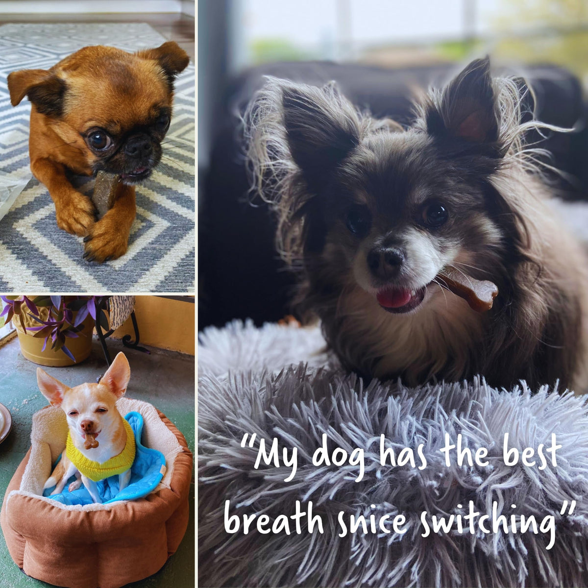 Dental Chews Dog Treats Small 13 Treats O37332